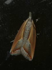 Arotrophora arcuatalis