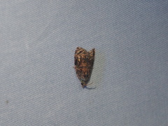 Gatesclarkeana idia