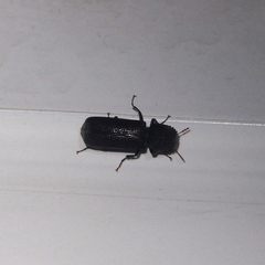 Bostrychopsis parallela