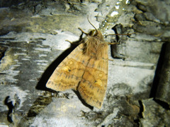 Eupsilia tristigmata