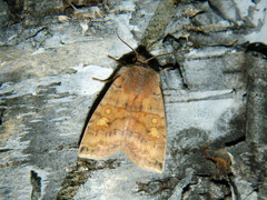 Eupsilia tristigmata