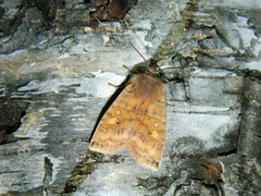 Eupsilia tristigmata