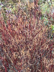 Dracophyllum subulatum