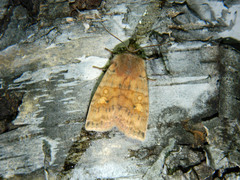 Eupsilia tristigmata