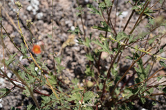 Sphaeralcea grossulariifolia