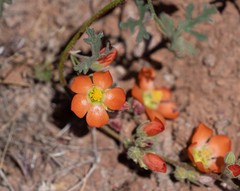 Sphaeralcea grossulariifolia