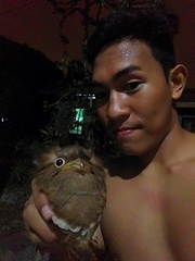 Batrachostomus septimus