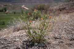 Sphaeralcea grossulariifolia