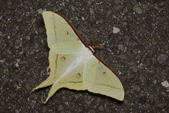 Actias aliena aliena