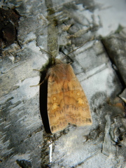 Eupsilia tristigmata