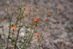 Sphaeralcea grossulariifolia
