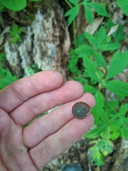 Triodopsis tridentata