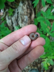 Triodopsis tridentata