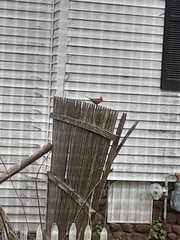 Cardinalis cardinalis