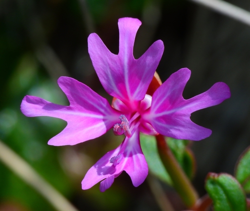 Clarkia concinna, Red Ribbons – Larner Seeds