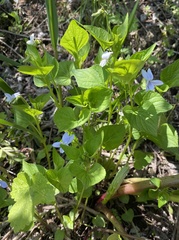 Viola acuminata
