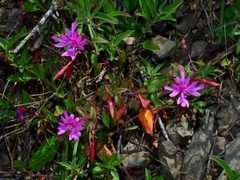 Clarkia concinna raichei