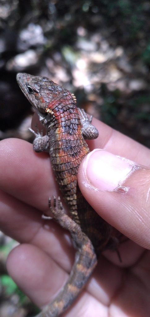 April Lizard Red-lipped Arboreal Alligator Lizard in April 2021 by amarantha17 ...