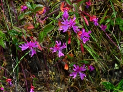 Clarkia concinna raichei