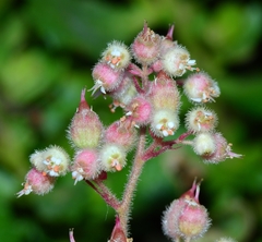 Heuchera pilosissima