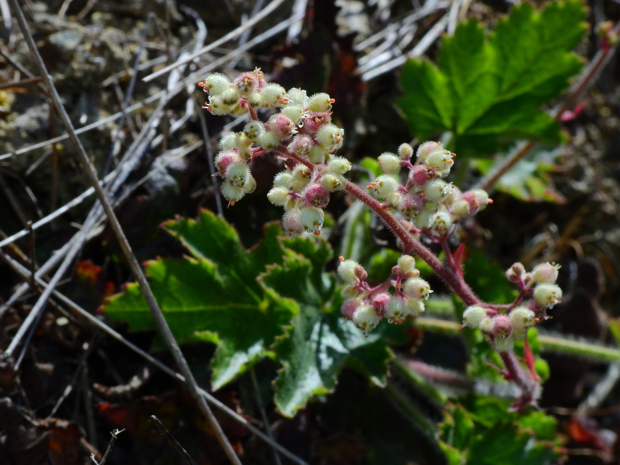 Heuchera pilosissima