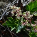 Heuchera pilosissima - Photo (c) David Greenberger, algunos derechos reservados (CC BY-NC-ND), subido por David Greenberger