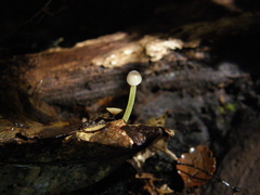 Mycena subviscosa
