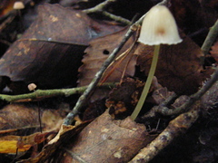 Mycena subviscosa