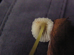 Mycena subviscosa
