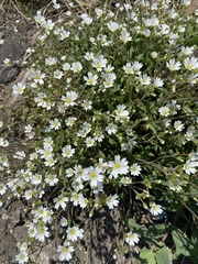 Cerastium furcatum