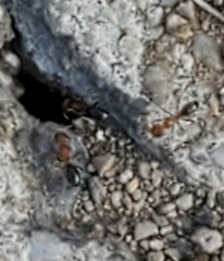 Dorymyrmex bicolor