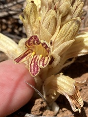 Aphyllon parishii parishii