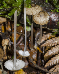Pseudohydropus parafunebris