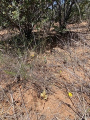 Aphyllon parishii parishii