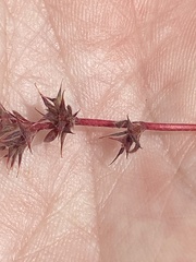 Chorizanthe polygonoides longispina