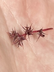 Chorizanthe polygonoides longispina