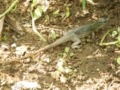 Ctenosaura oedirhina