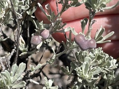 Rhopalomyia pomum