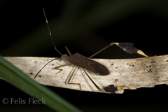 Anisoscelis discolor