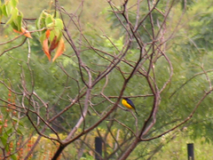 Euphonia laniirostris