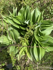 Veratrum viride viride