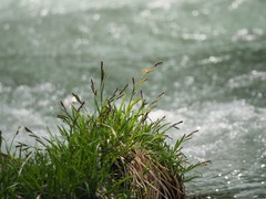 Carex curvicollis