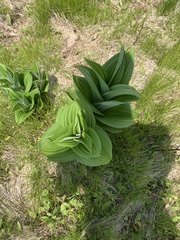 Veratrum viride viride