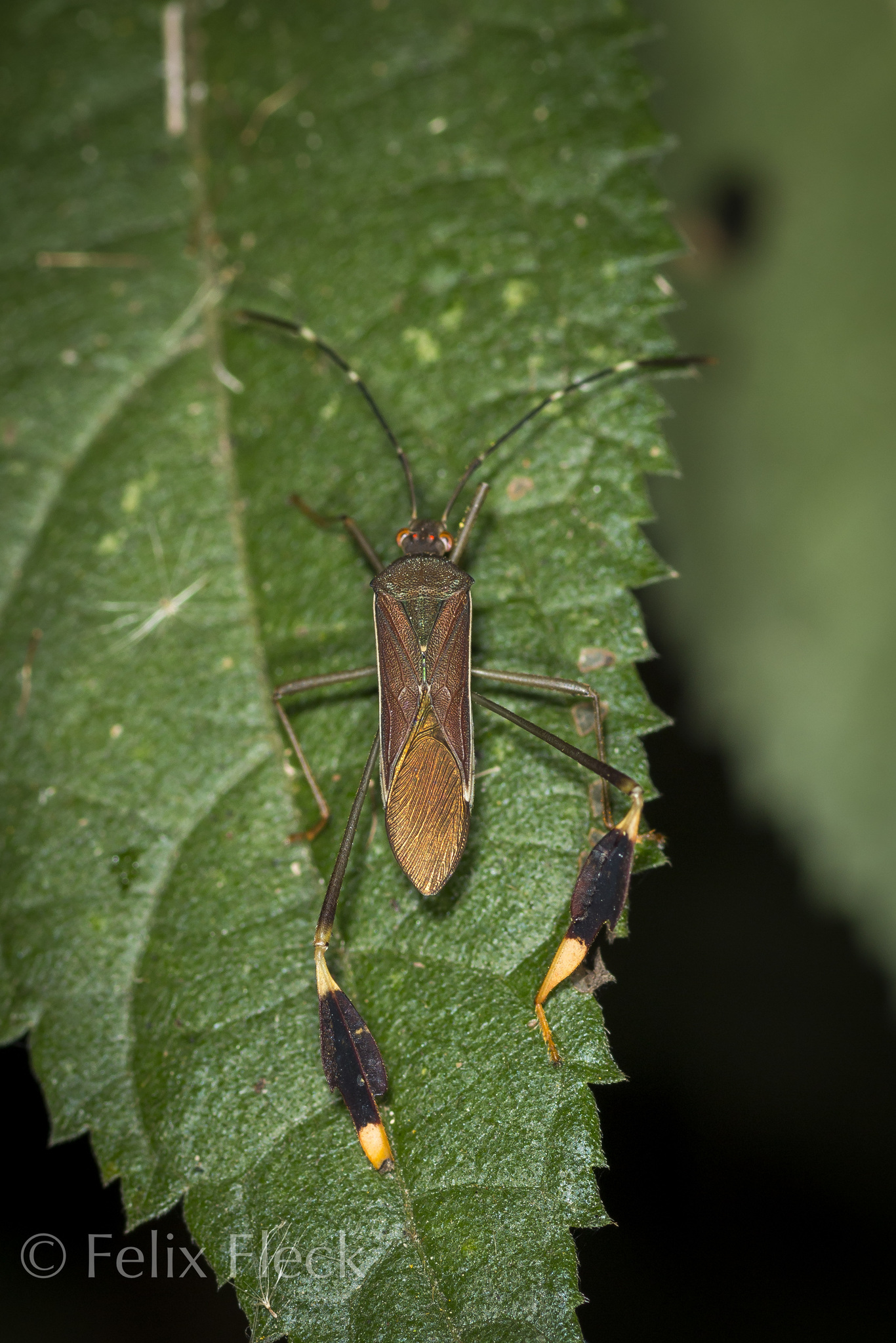 Anisoscelis (Anisoscelis) discolor image