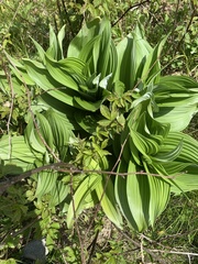 Veratrum viride viride