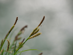 Carex curvicollis