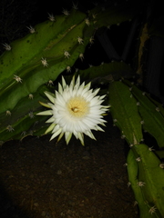 Cactaceae