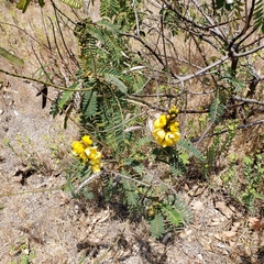 Senna didymobotrya