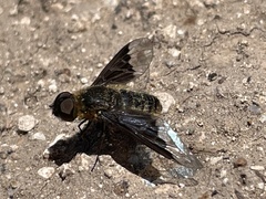 Hemipenthes seminiger
