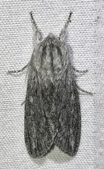 Acronicta lanceolaria